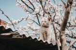 梨花颂(沉醉在梨花颂的美好氛围中)