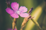 色丁香花(色丁香花：美丽的紫色花朵)